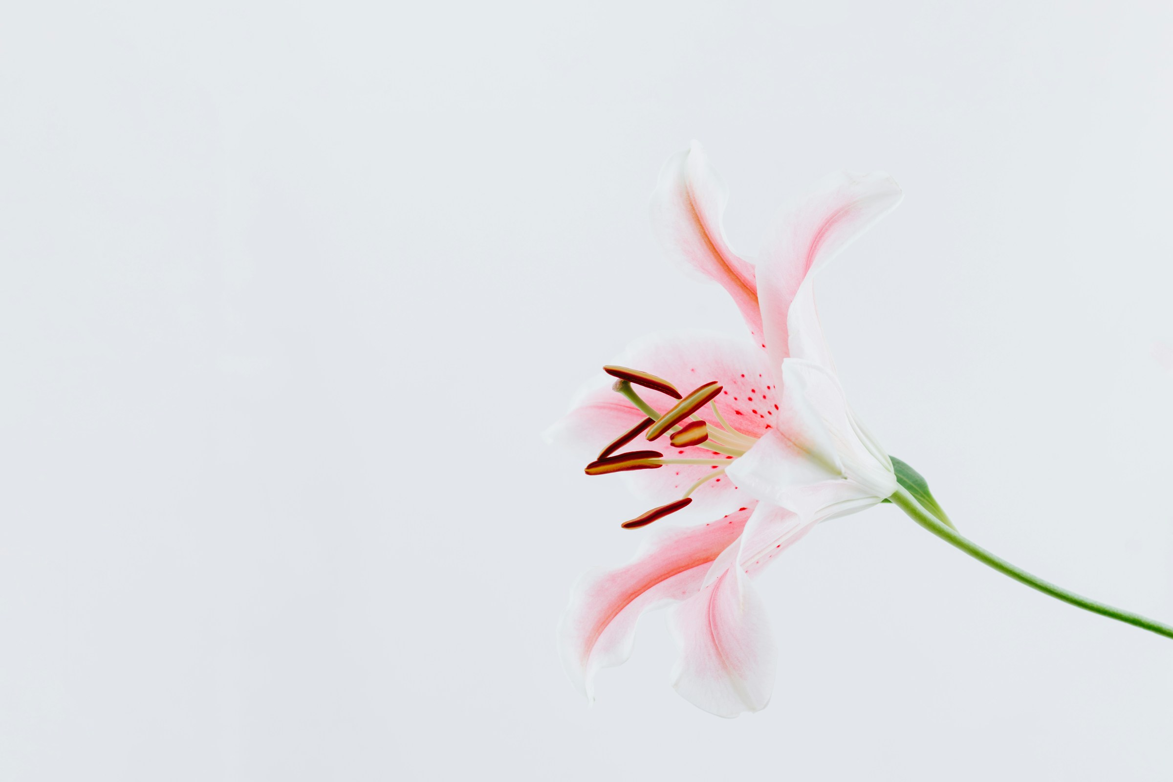 Setangkai lily stargazer merah muda di latar putih